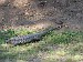 4-Parque el palmar-lezard overo